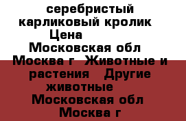 серебристый карликовый кролик › Цена ­ 1 000 - Московская обл., Москва г. Животные и растения » Другие животные   . Московская обл.,Москва г.